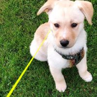 Hondenoppas werk Purmerend: baasje van Lángos