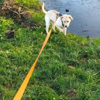 Hondenoppas werk Purmerend: baasje van Lángos
