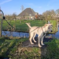 Hondenoppas werk Purmerend: baasje van Lángos