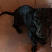 Hondenoppas werk Tilburg: baasje van Ollie