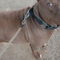 Hondenopvang Roosendaal: Michalina