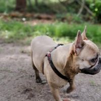 Hondenuitlaatservice Sint Willebrord: Cherry