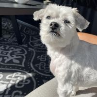 Hondenoppas werk Dedemsvaart: baasje van Vlekkie