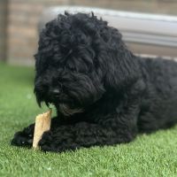 Hondenoppas werk Den Bosch: baasje van Shaku/Sjaak