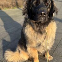 Hondenoppas werk Vlaardingen: baasje van Paddy