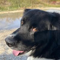 Hondenoppas werk Leiden: baasje van jop