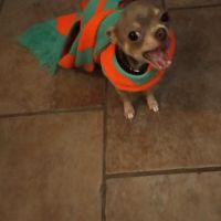 Hondenoppas werk Tilburg: baasje van Nikey