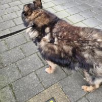 Hondenoppas werk Papendrecht: baasje van Kasper