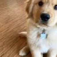 Hondenoppas Enschede: Amelie