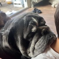 Hondenoppas werk Nijkerk: baasje van Taci 