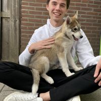 Hondenoppas Aardenburg: Nero