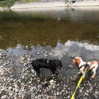 Hondenoppas werk Zwolle: baasje van Mojo en Bobby