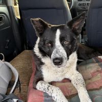 Hondenoppas werk De Bilt: baasje van Bindu