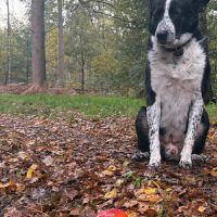 Hondenoppas werk De Bilt: baasje van Bindu