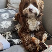 Hondenoppas werk Hoofddorp: baasje van Beer