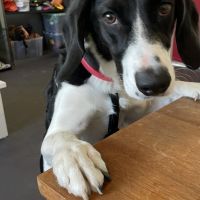 Hondenoppas Olst: Françoise 