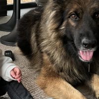 Hondenoppas werk Blerick: baasje van Bowie