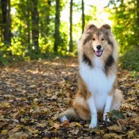 Hondenoppas werk Assen: baasje van Morris
