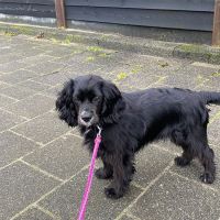 Hondenoppas werk Spijkenisse: baasje van Lola