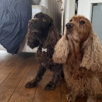 Hondenoppas werk Goor (Overijssel): baasje van Puck & Browny