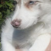 Hondenoppas werk Driebergen-Rijsenburg: baasje van Brebbel