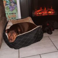 Hondenuitlaatservice Drunen: Dewy