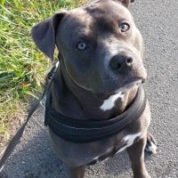 Hondenuitlaatservice Rotterdam: Samantha