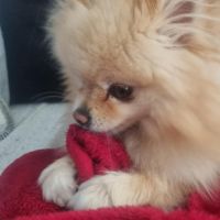 Hondenoppas werk Hoofddorp: baasje van Lili