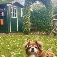 Hondenoppas werk Oldenzaal: baasje van Shanti