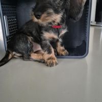 Hondenoppas werk Bosch en Duin: baasje van Charlie