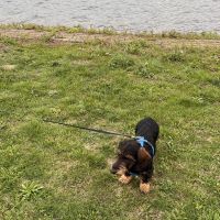 Hondenoppas werk Swalmen: baasje van Nele