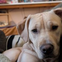 Hondenoppas werk Nijmegen: baasje van Suus