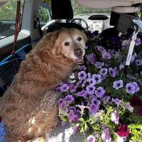 Hondenoppas werk Naarden: baasje van Zina