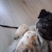 Hondenoppas werk Hengelo (Overijssel): baasje van Hati