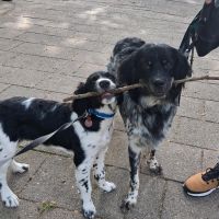 Hondenoppas werk Hengelo (Overijssel): baasje van Hati en Lyn