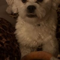 Hondenoppas werk Hoensbroek: baasje van Sjeng