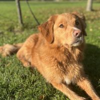 Hondenoppas werk De Knipe: baasje van Carlos 