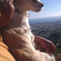 Hondenoppas Amsterdam: Alex