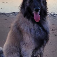 Hondenoppas werk Haarlem: baasje van Major