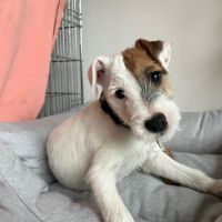 Hondenoppas werk Vinkeveen: baasje van Yulia