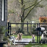 Hondenopvang Snakkerburen: Uitlaat Viva 