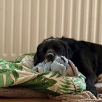 Hondenoppas werk Zevenaar: baasje van Goof