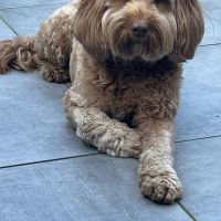 Hondenoppas werk Blaricum: baasje van Ollie