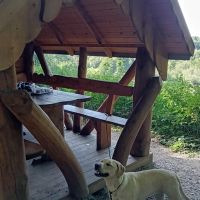 Hondenoppas Maastricht: Jeanny