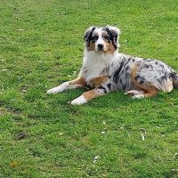 Hondenoppas werk Leusden: baasje van Nova