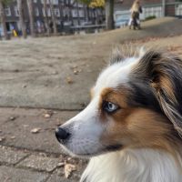 Hondenoppas werk Amsterdam: baasje van Rocky 