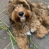 Hondenoppas werk Apeldoorn: baasje van Eddie