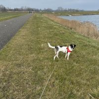 Hondenoppas werk Rotterdam: baasje van Layka