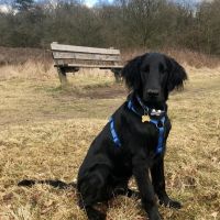 Hondenoppas Ermelo: Anouk