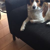 Hondenoppas werk Beverwijk: baasje van Flip